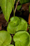 Kidneyleaf grass of Parnassus